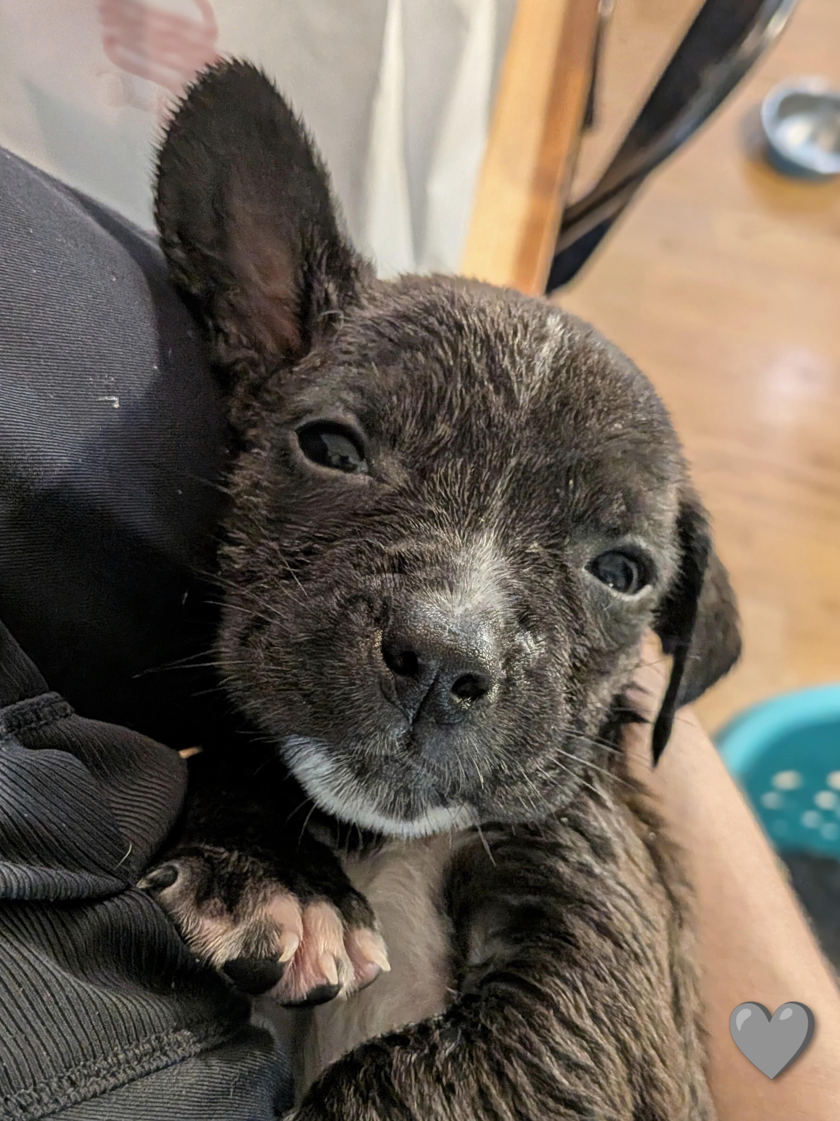 Shredder, a Adoptable mixed breed in TULSA, OK image 1/6