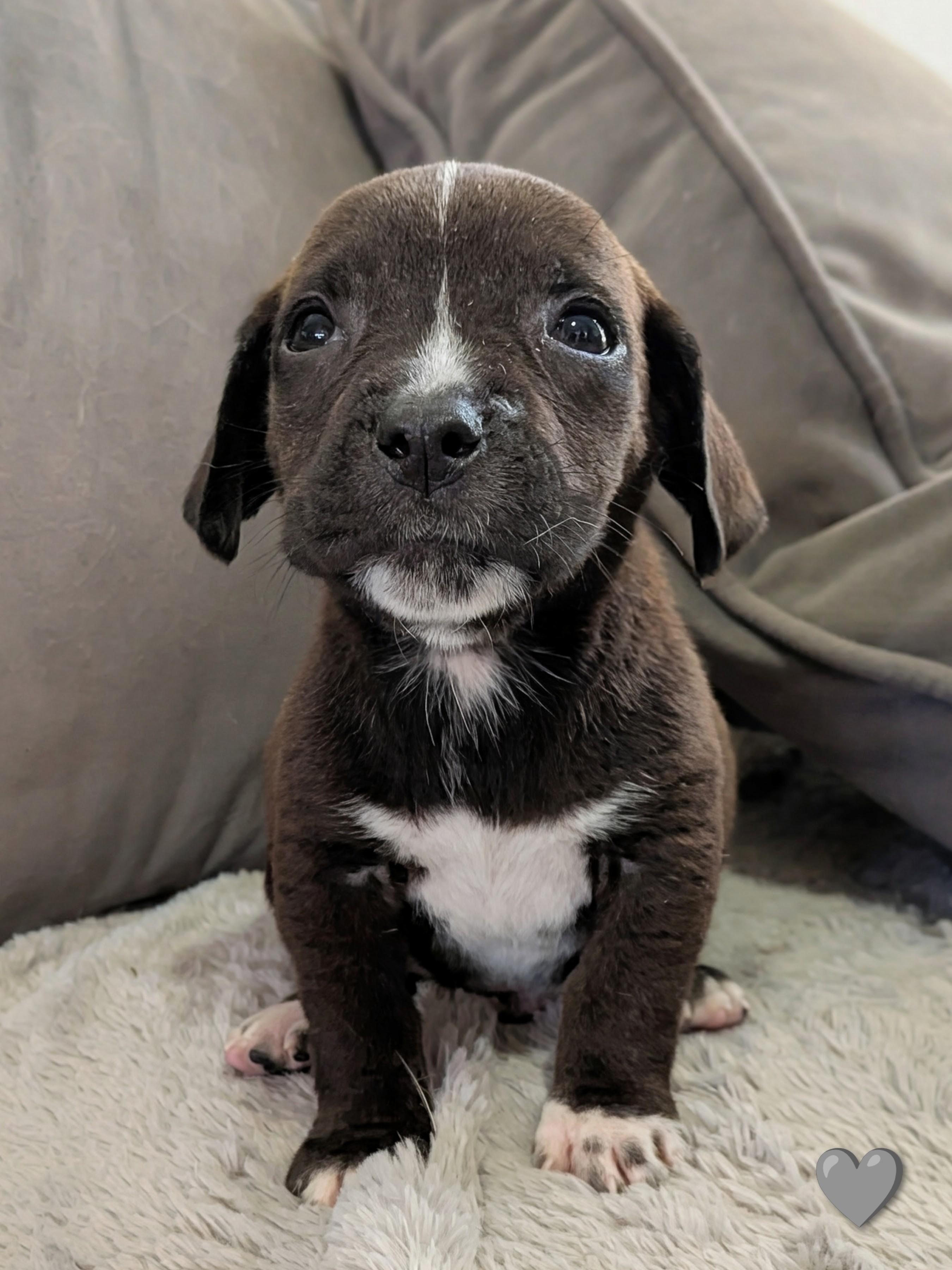Shredder, a Adoptable mixed breed in TULSA, OK image 2/6