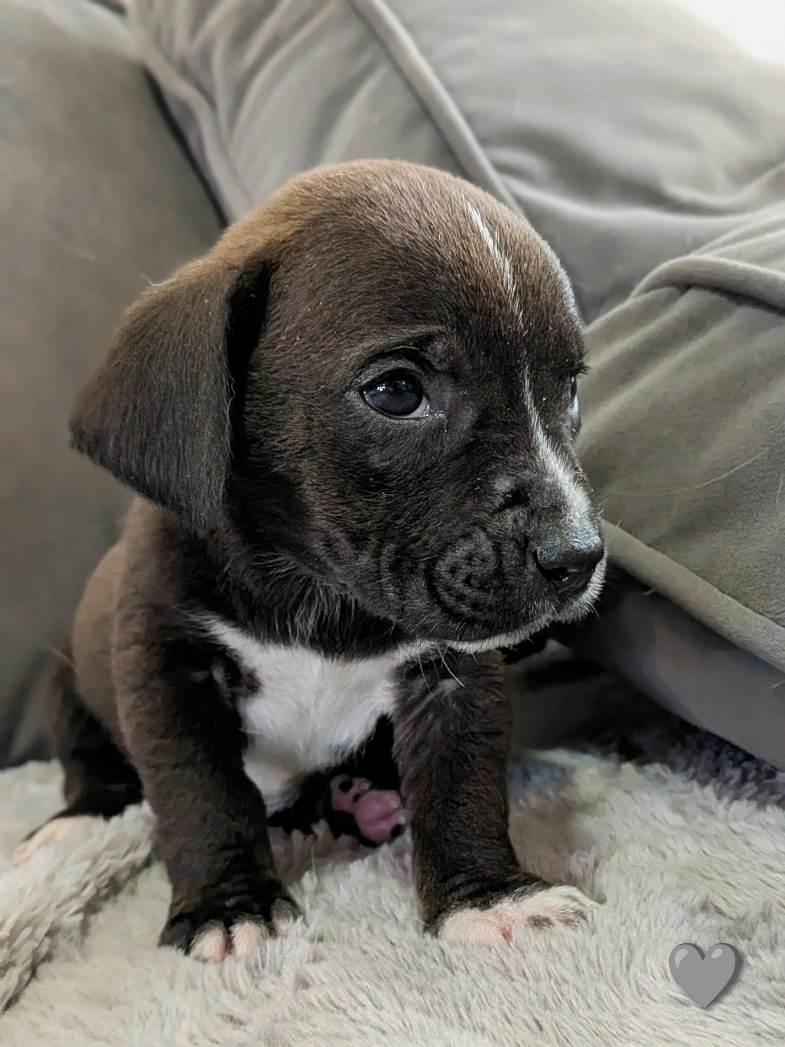 Shredder, a Adoptable mixed breed in TULSA, OK image 3/6