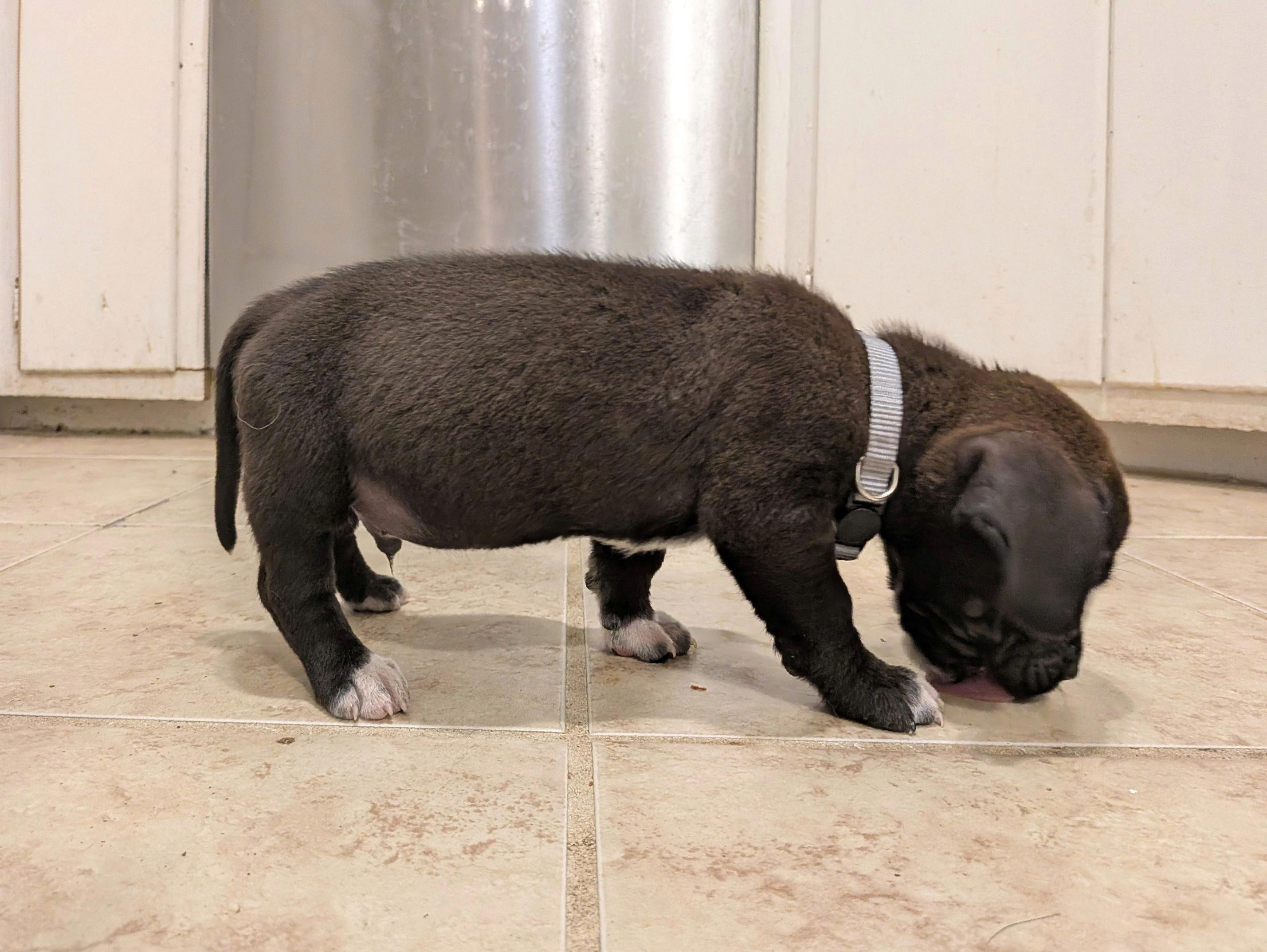 Shredder, a Adoptable mixed breed in TULSA, OK image 4/6