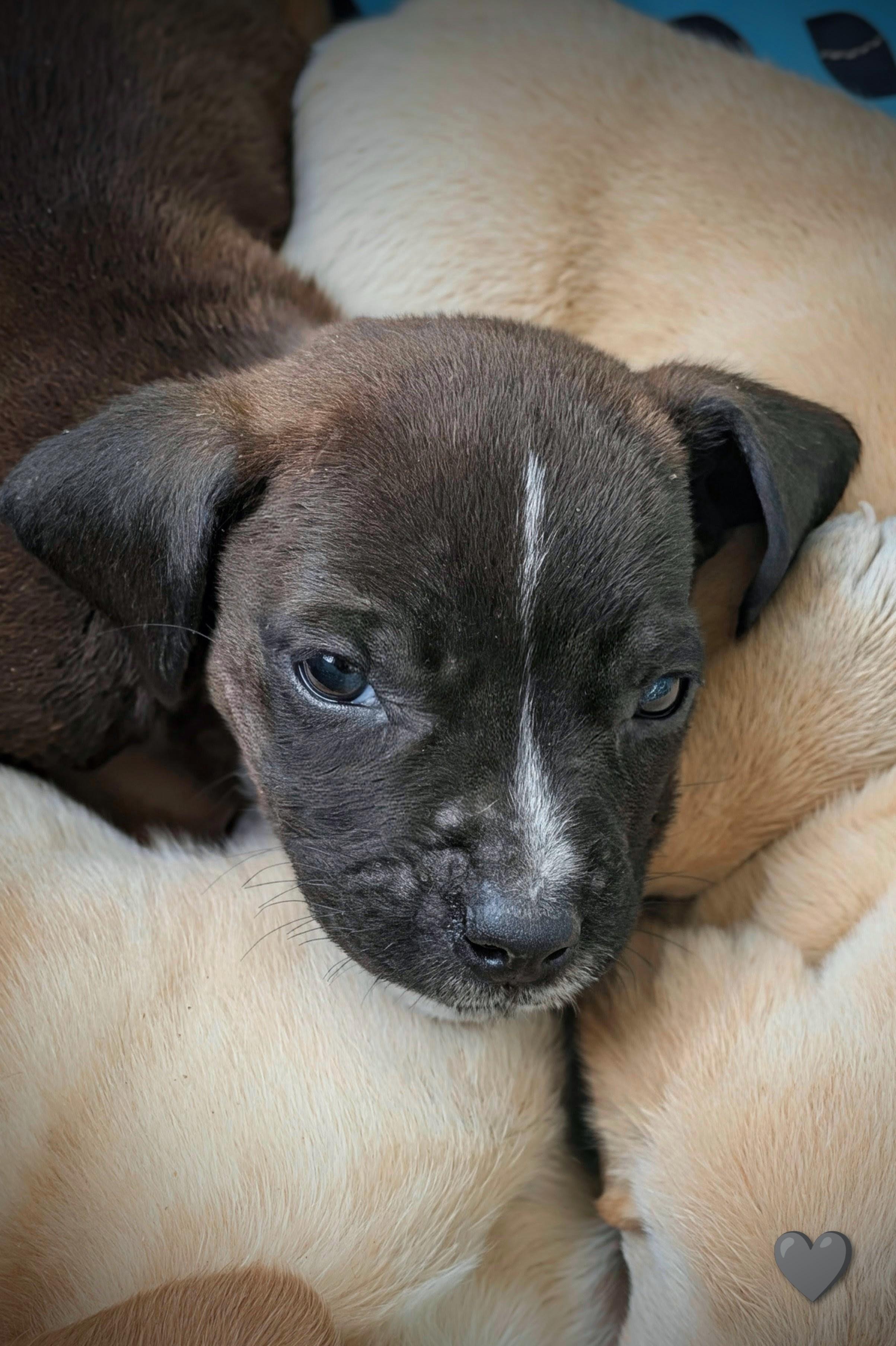 Shredder, a Adoptable mixed breed in TULSA, OK image 5/6