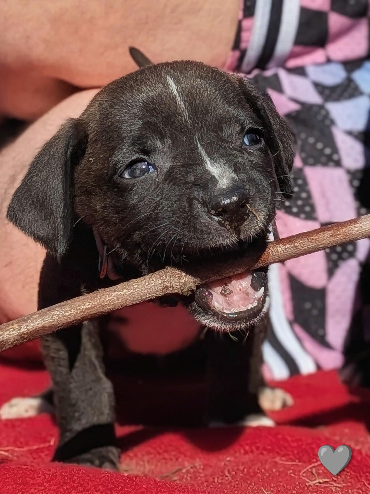Shredder, a Adoptable mixed breed in TULSA, OK image 6/6