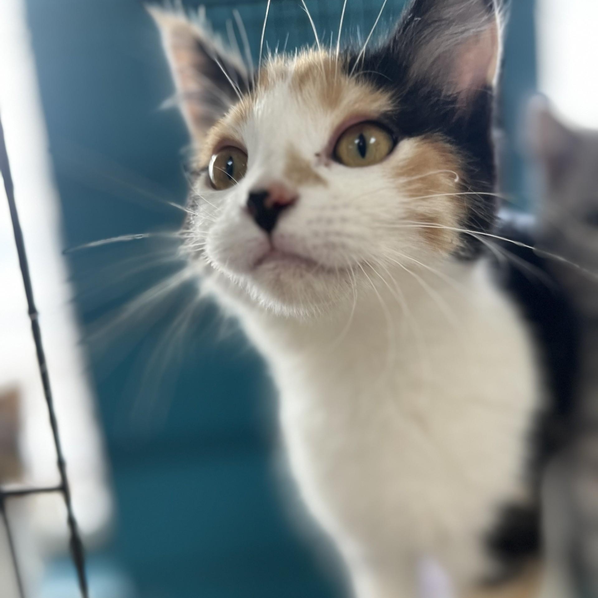 Enlarge Wedding Cake, an adopted Domestic Short Hair in Brookings, SD image 2/2