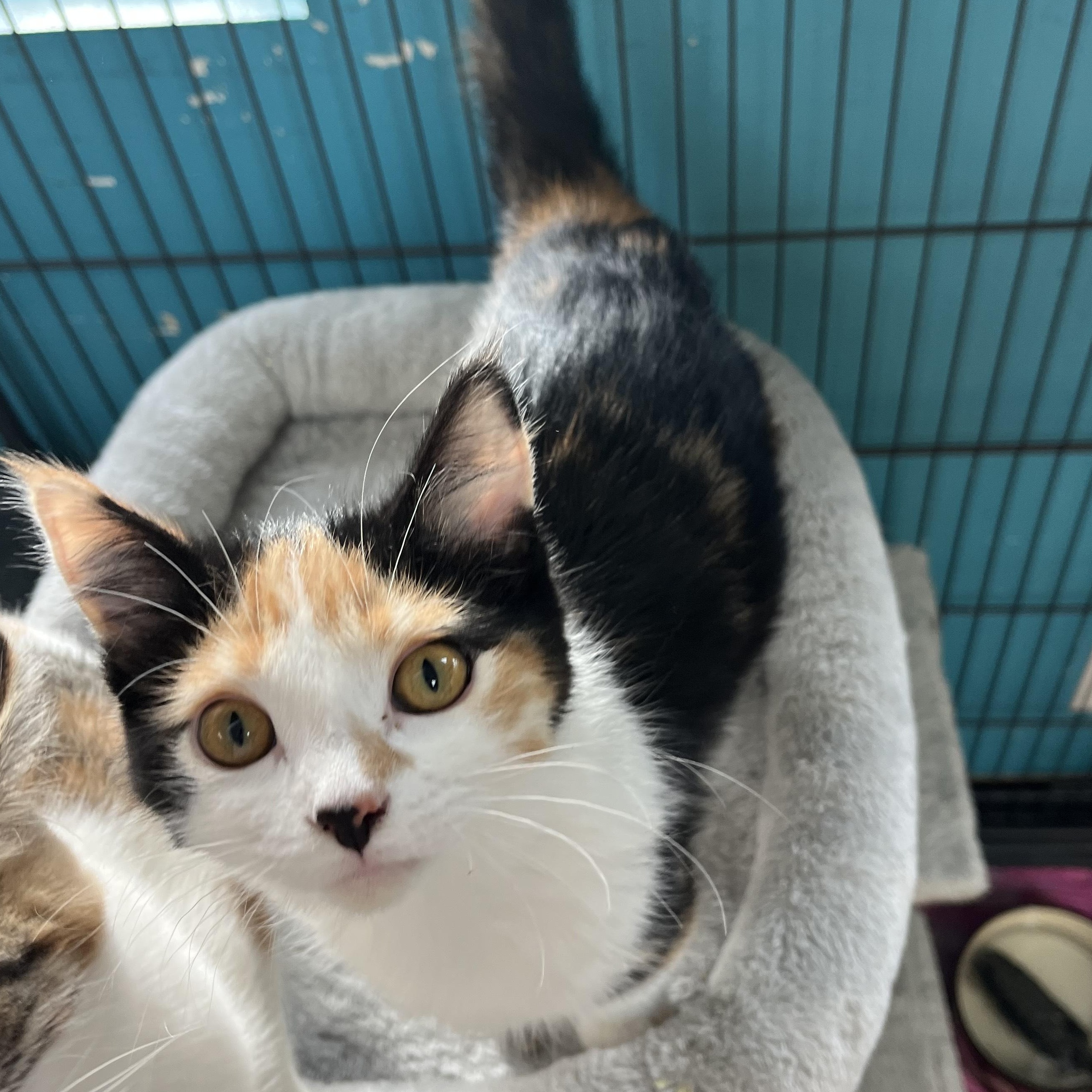 Enlarge Wedding Cake, an adopted Domestic Short Hair in Brookings, SD image 1/2