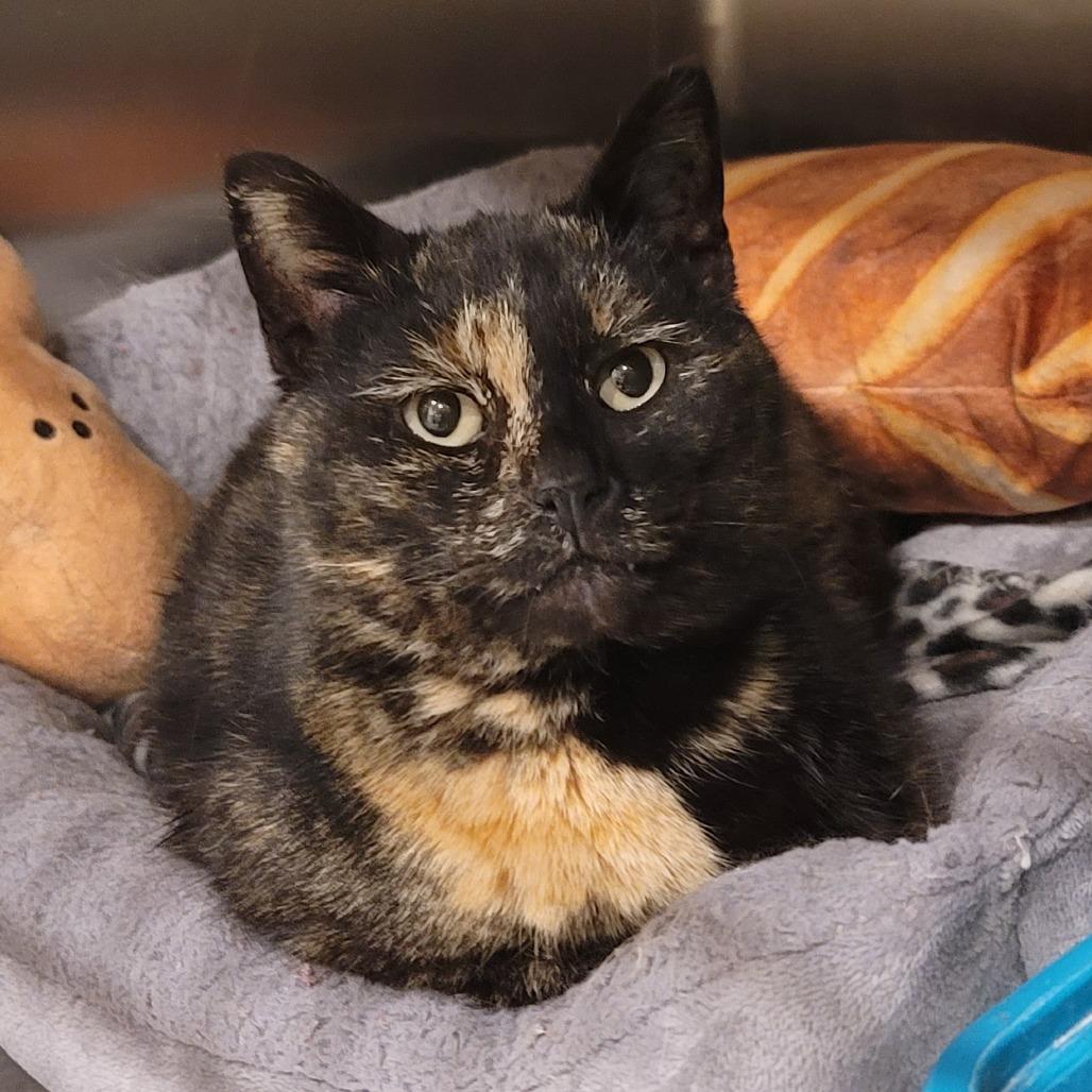 Shamrock, Adoptable, Adult Female American Shorthair.