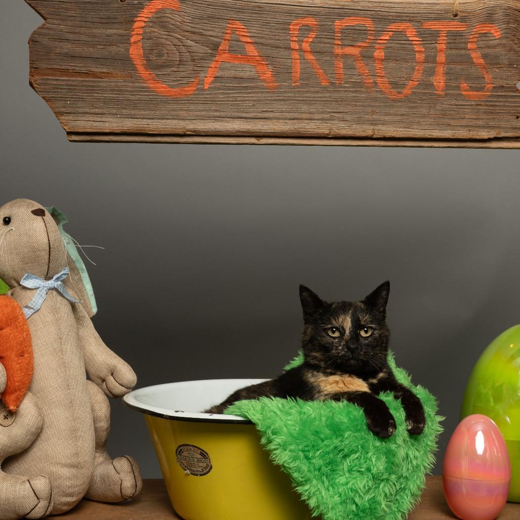 Shamrock, a Adoptable American Shorthair in Sparks, NV image 2/6