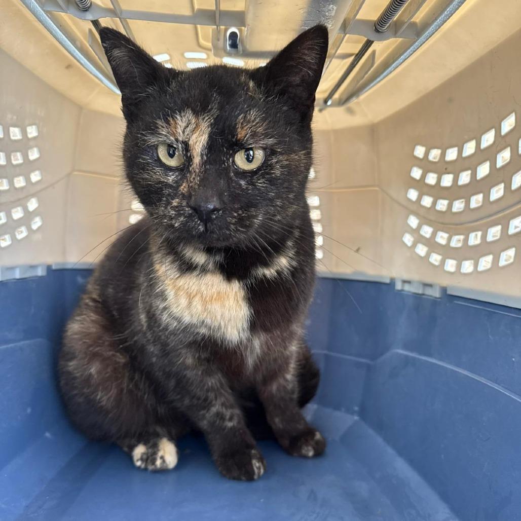 Shamrock, a Adoptable American Shorthair in Sparks, NV image 3/6