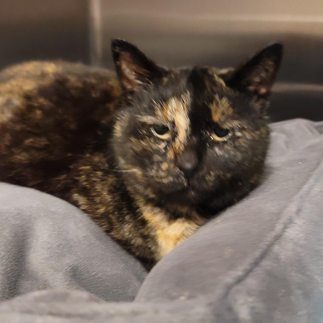 Shamrock, a Adoptable American Shorthair in Sparks, NV image 5/6