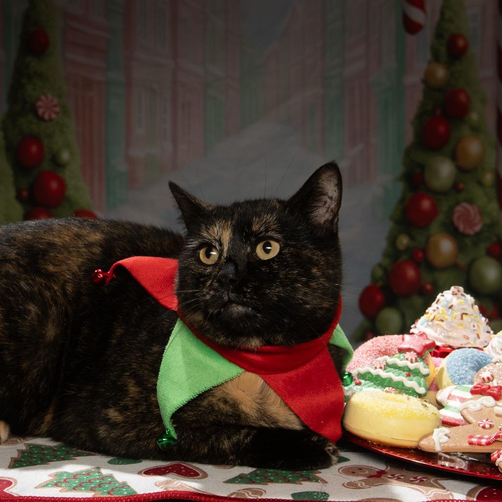 Shamrock, a Adoptable American Shorthair in Sparks, NV image 6/6