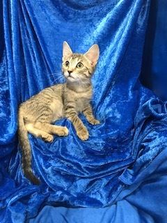 Enlarge Tiger Lily, a Adoptable mixed breed in Gainesville, FL image 1/4