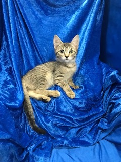 Enlarge Tiger Lily, a Adoptable mixed breed in Gainesville, FL image 2/4