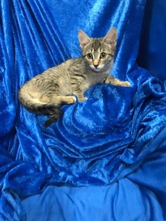 Enlarge Tiger Lily, a Adoptable mixed breed in Gainesville, FL image 3/4