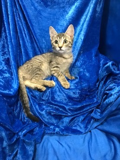 Enlarge Tiger Lily, a Adoptable mixed breed in Gainesville, FL image 4/4