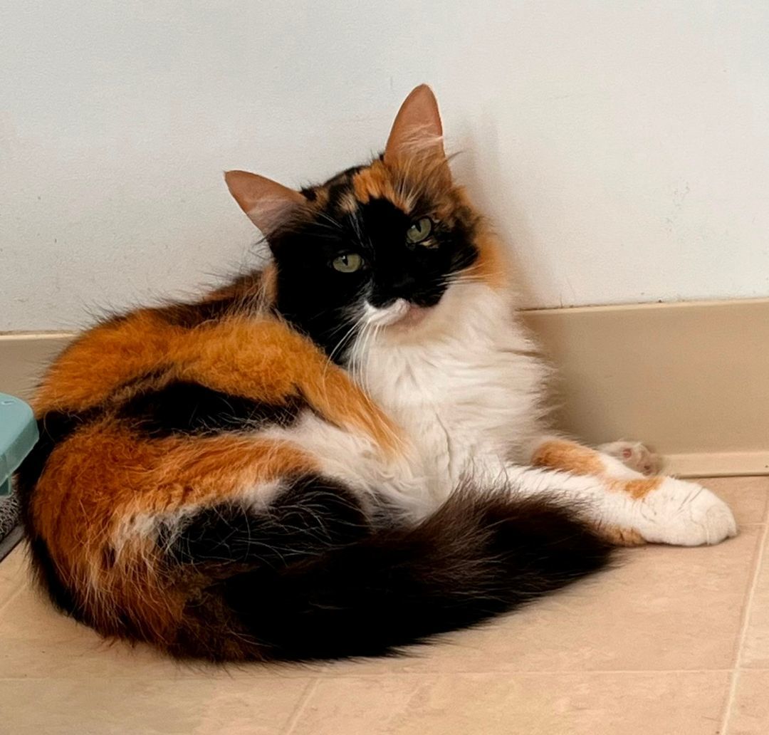 Enlarge CARMEN, a Adopted mixed breed in Clearwater, FL image 1/3