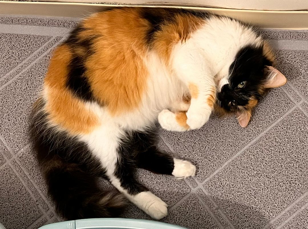 Enlarge CARMEN, a Adopted mixed breed in Clearwater, FL image 2/3