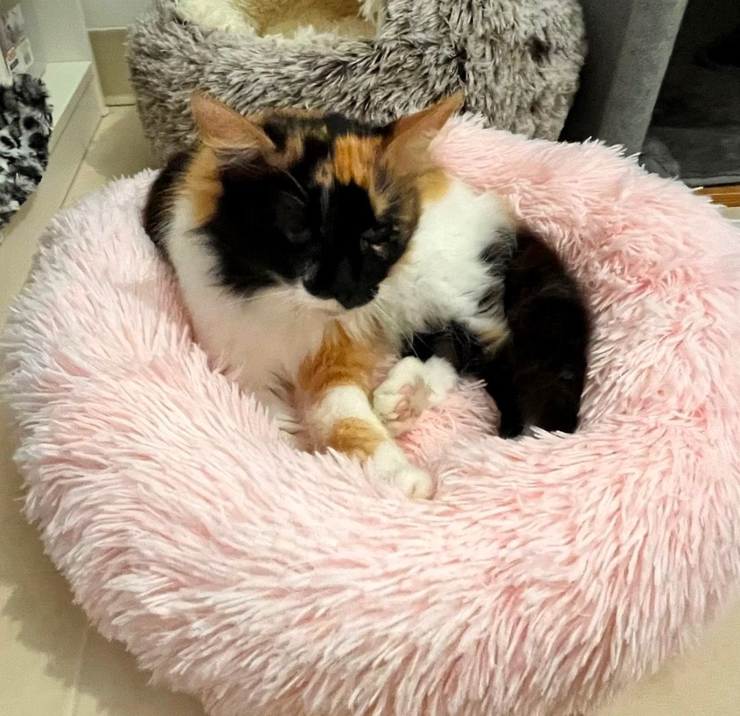 Enlarge CARMEN, a Adopted mixed breed in Clearwater, FL image 3/3