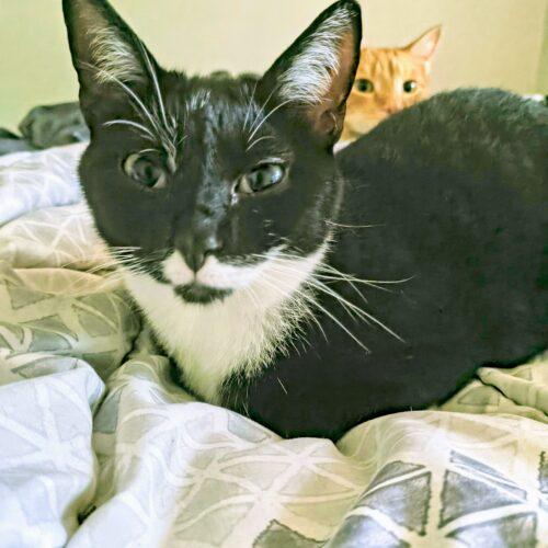 Margarita, Adoptable, Kitten Female Domestic Short Hair.
