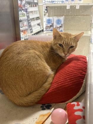 Enlarge Mildred, a Adoptable mixed breed in Baton Rouge, LA image 1/2