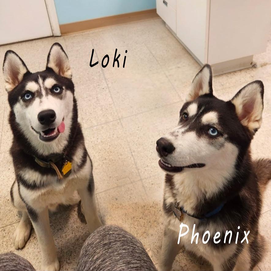 Enlarge Phoenix, an adopted Husky in Smithfield, VA image 2/2