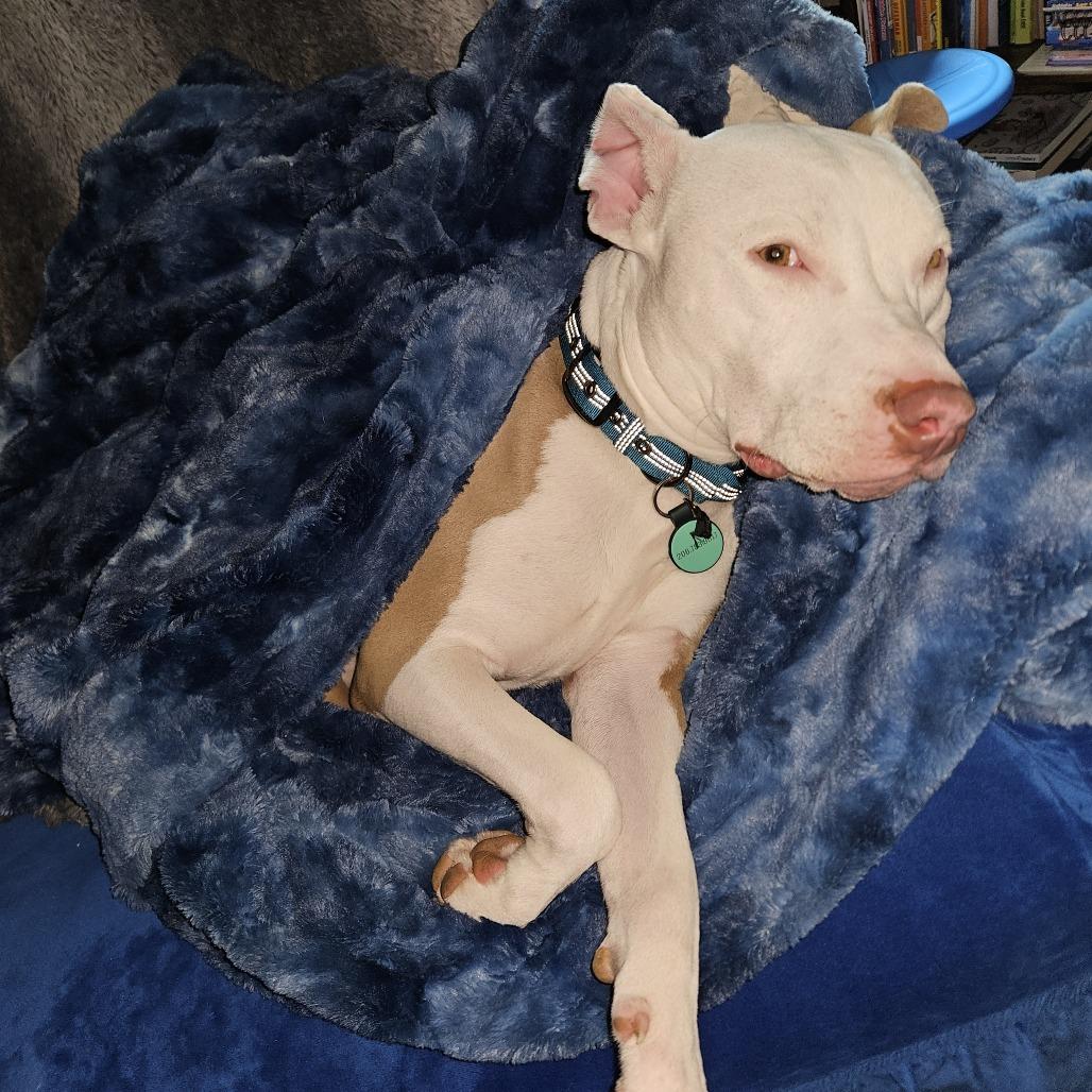 Enlarge Zero, a Adoptable Pit Bull Terrier in Centralia, WA image 1/6