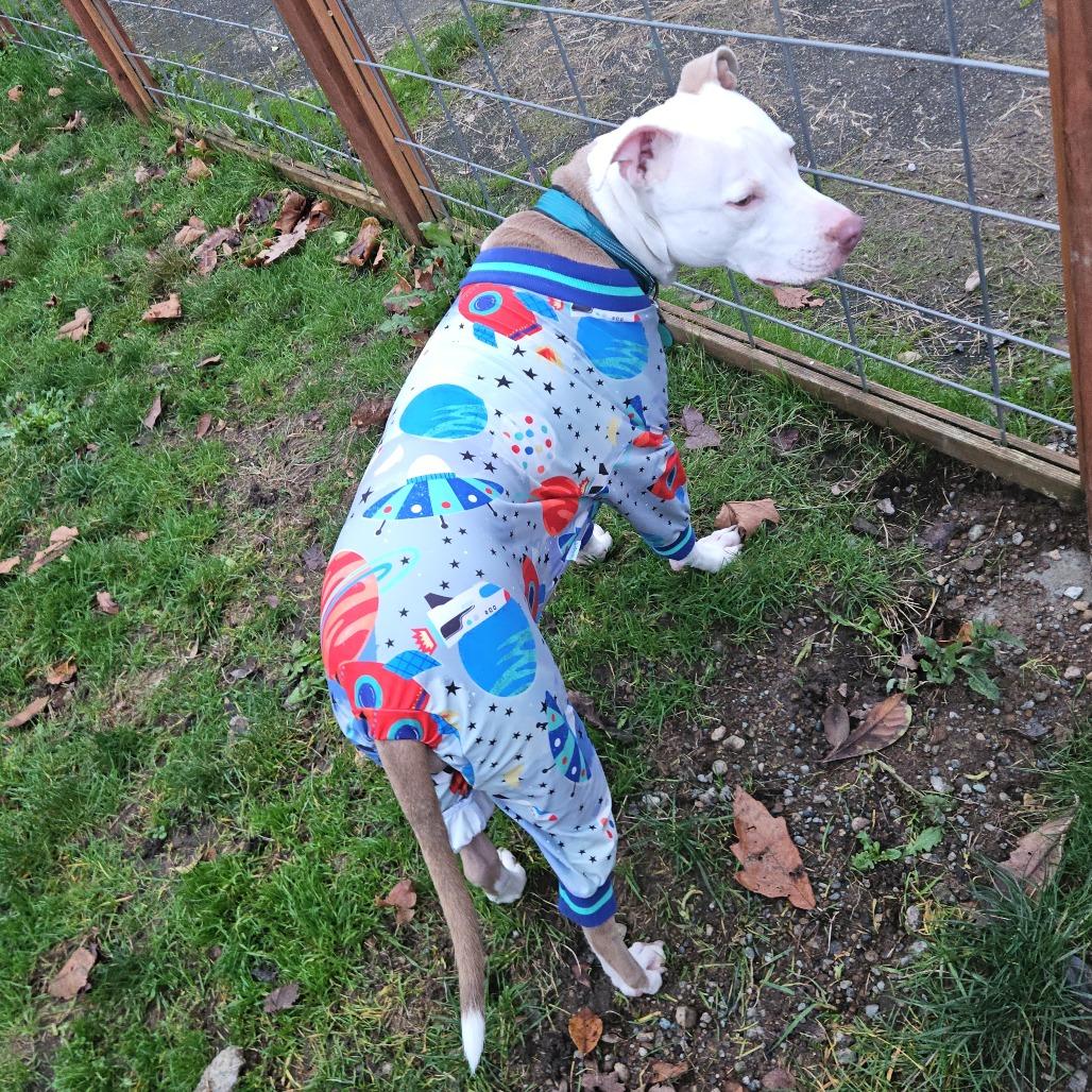 Enlarge Zero, a Adoptable Pit Bull Terrier in Centralia, WA image 2/6