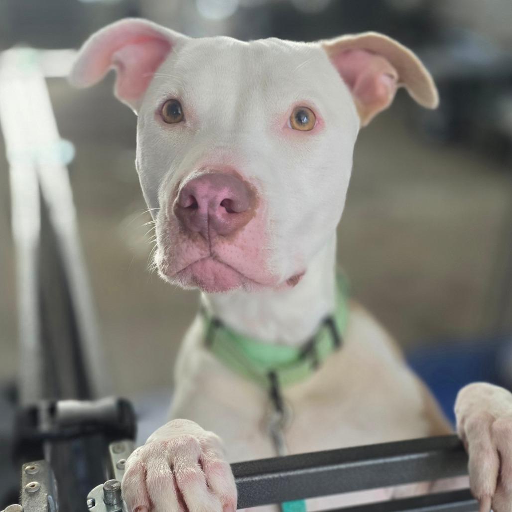 Enlarge Zero, a Adoptable Pit Bull Terrier in Centralia, WA image 3/6