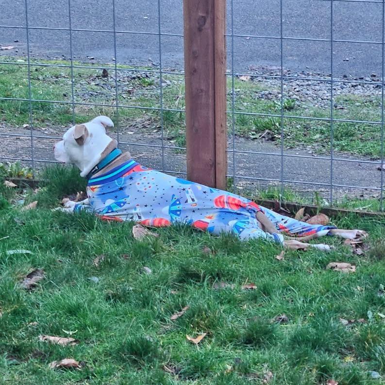Enlarge Zero, a Adoptable Pit Bull Terrier in Centralia, WA image 4/6
