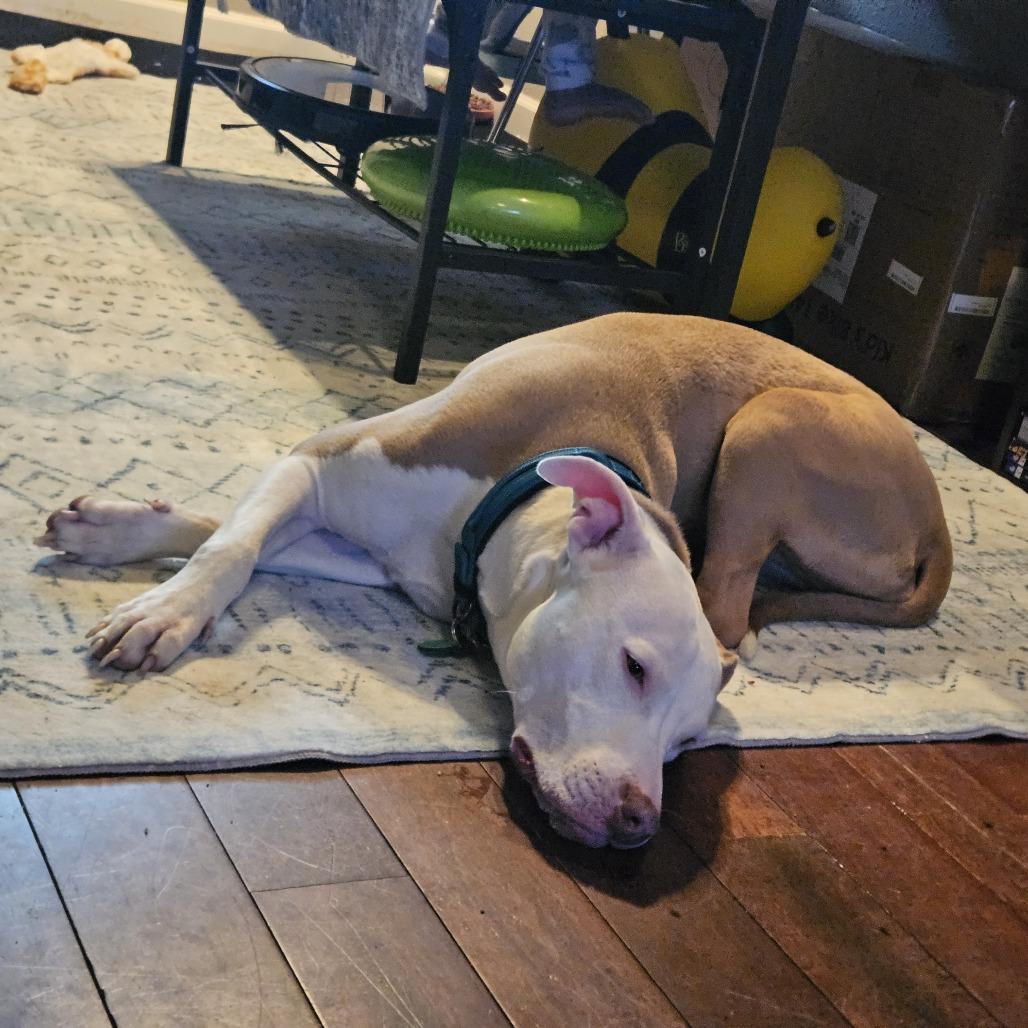 Enlarge Zero, a Adoptable Pit Bull Terrier in Centralia, WA image 5/6