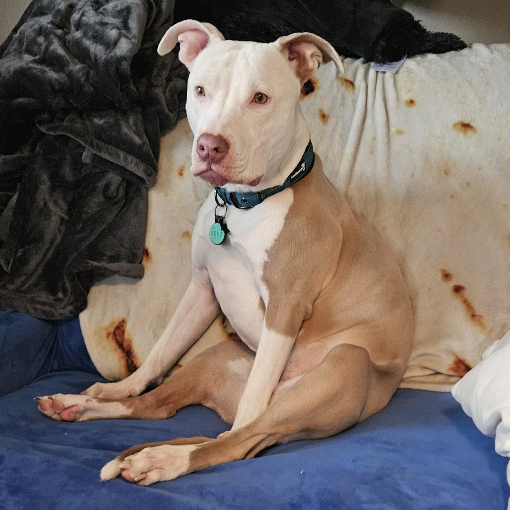 Enlarge Zero, a Adoptable Pit Bull Terrier in Centralia, WA image 6/6