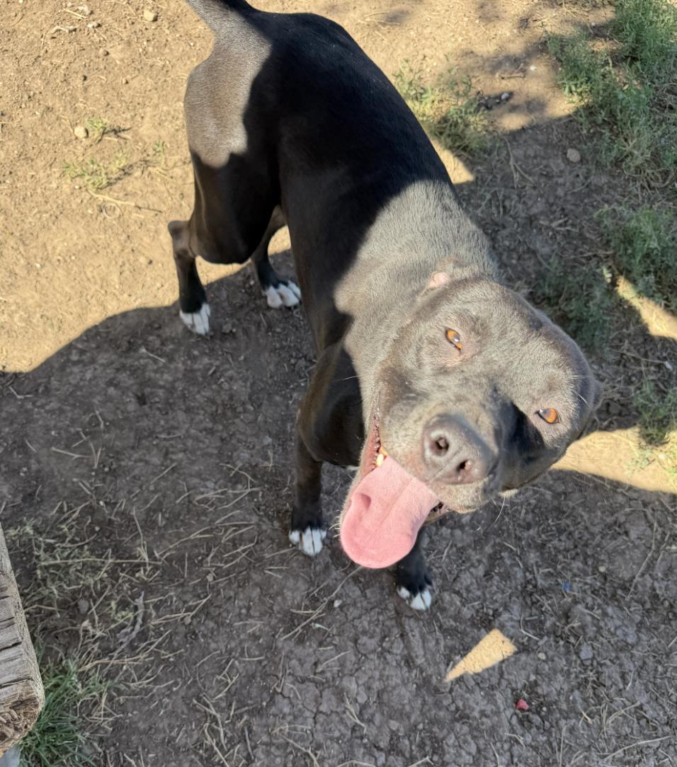 Josie, Adoptable, Adult Female Labrador Retriever & Pit Bull Terrier.