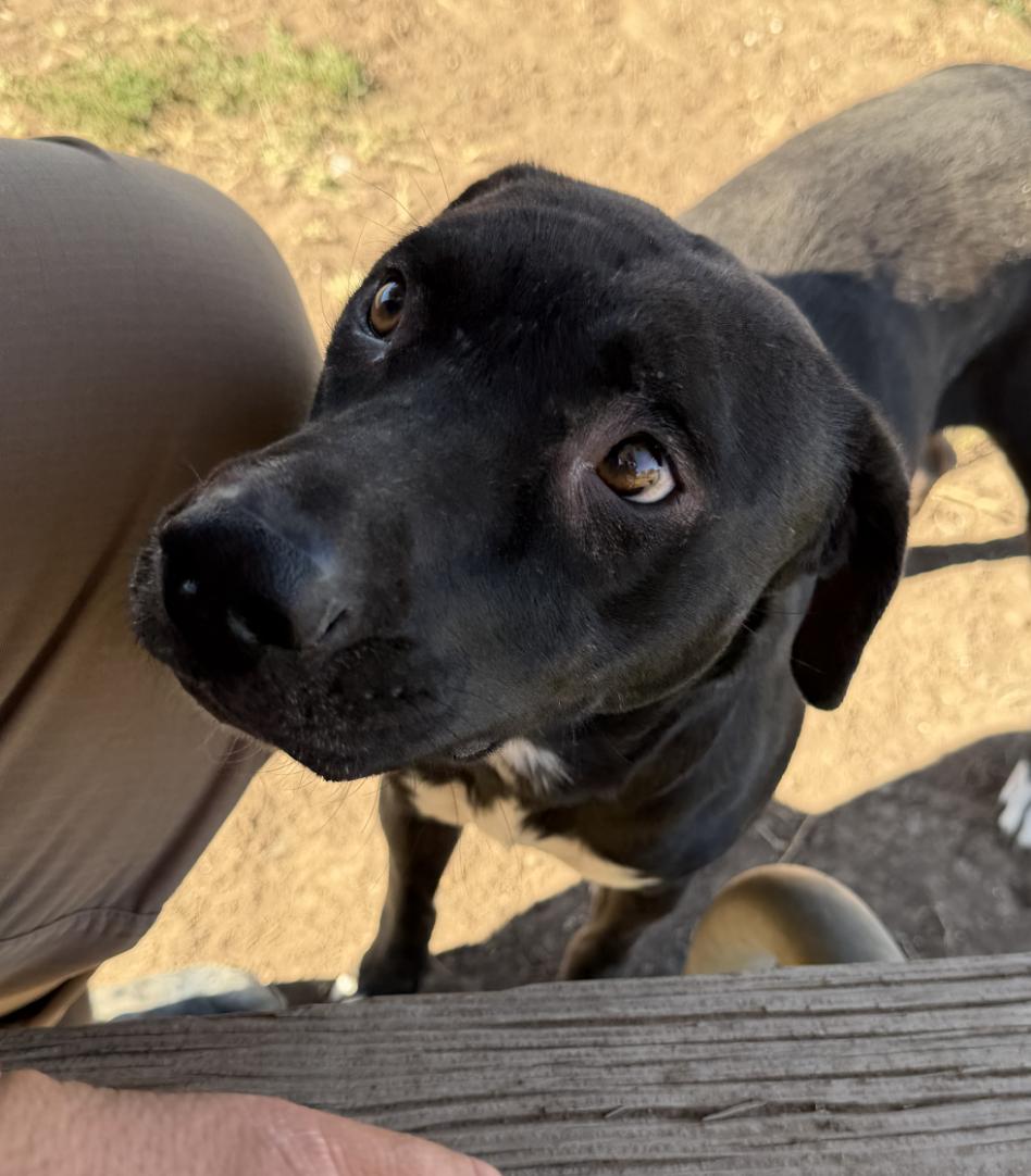Enlarge Josie, a Adoptable mixed breed in Coralville, IA image 2/3