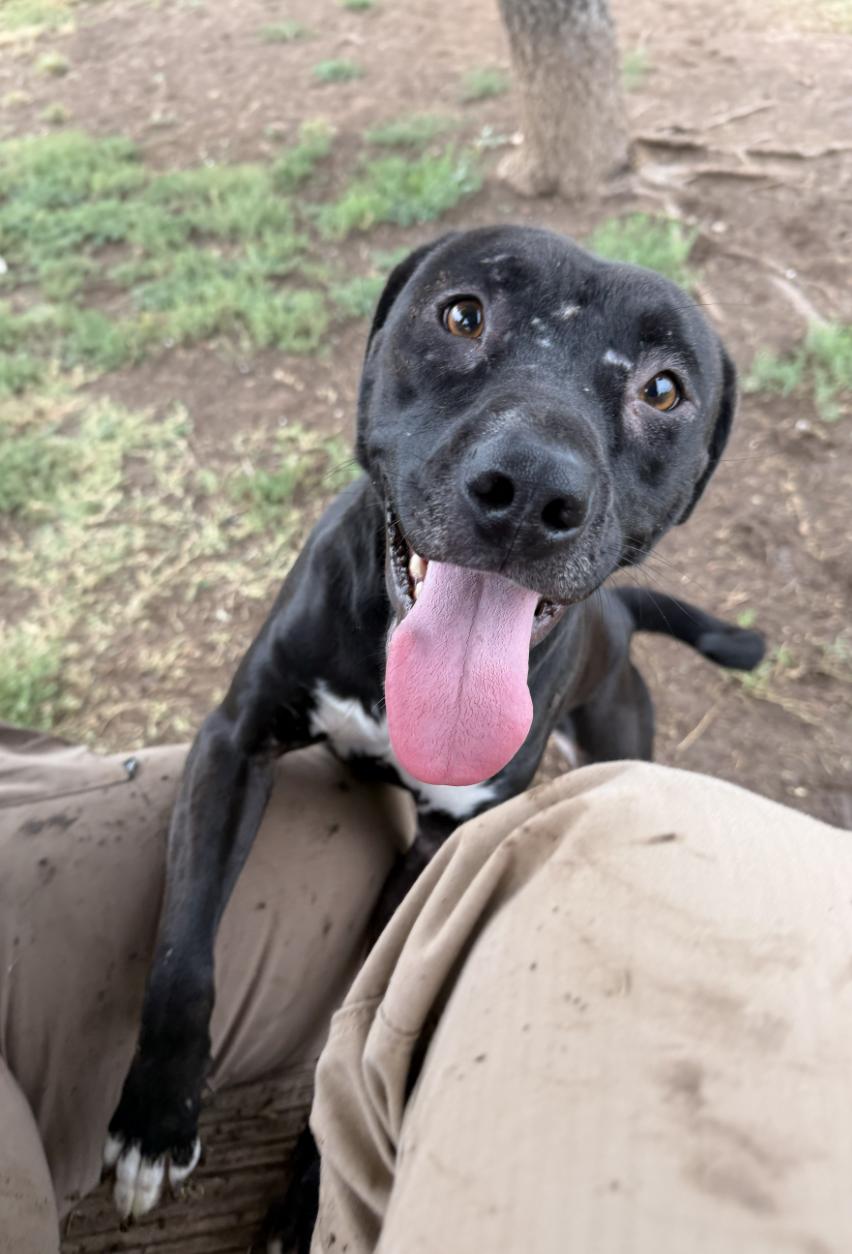 Enlarge Josie, a Adoptable mixed breed in Coralville, IA image 3/3