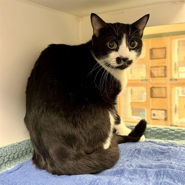HUEBURT, Adoptable, Young Male Domestic Short Hair.