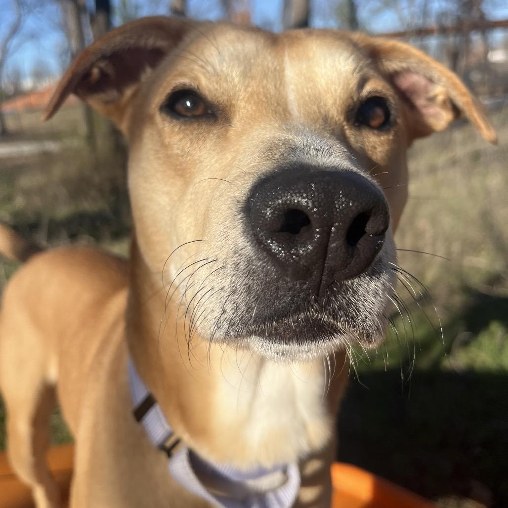 Goldie, Adoptable, Young Female Mixed Breed.