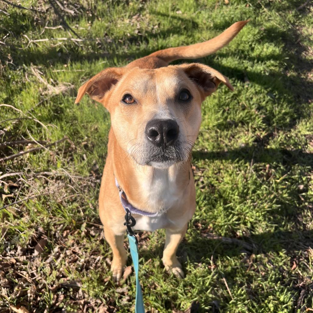 Enlarge Goldie, a Adoptable Mixed Breed in Bentonville, AR image 2/6