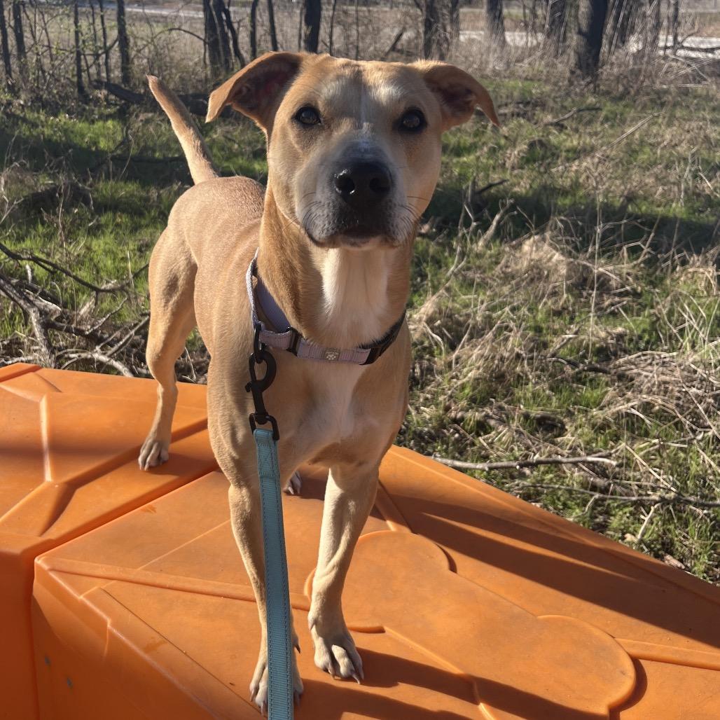 Enlarge Goldie, a Adoptable Mixed Breed in Bentonville, AR image 4/6