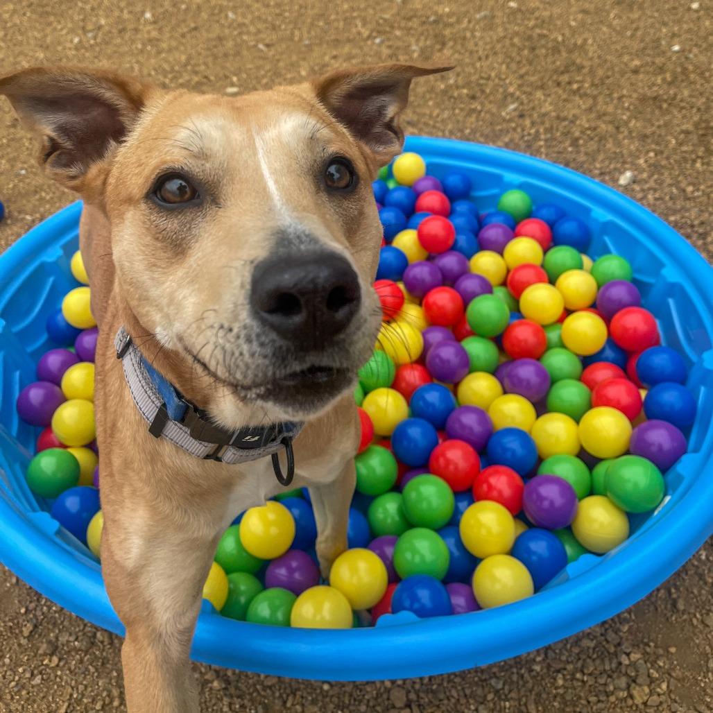 Enlarge Goldie, a Adoptable Mixed Breed in Bentonville, AR image 5/6
