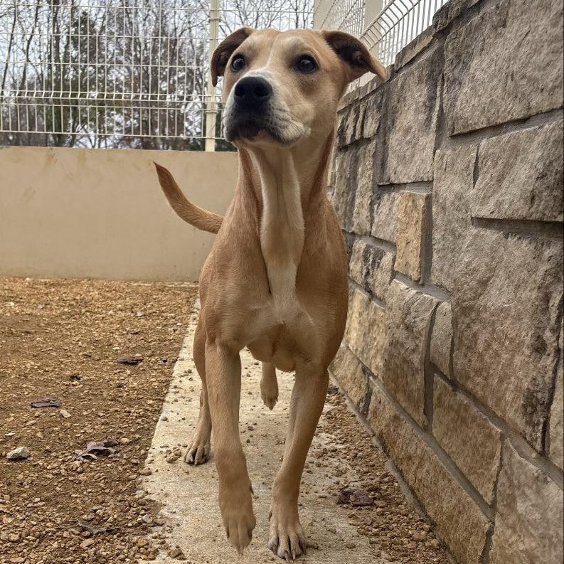Enlarge Goldie, a Adoptable Mixed Breed in Bentonville, AR image 6/6