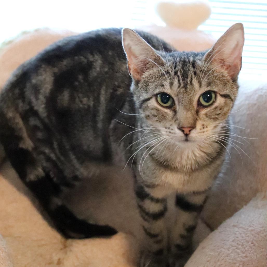 Pickles, Adoptable, Young Male Domestic Short Hair.