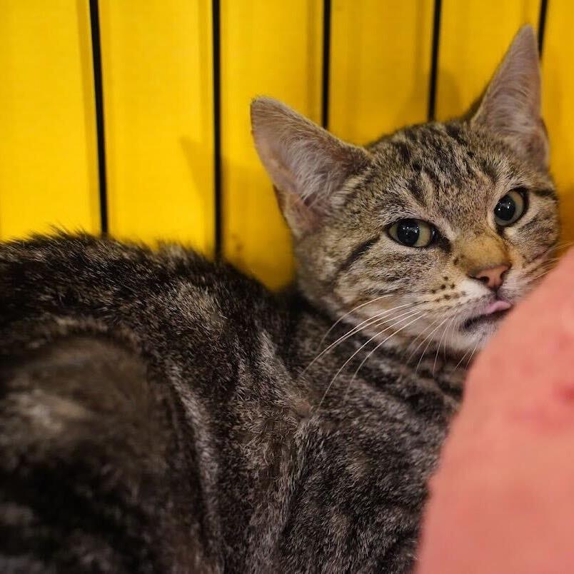 Enlarge Pickles, a Adoptable Domestic Short Hair in Howard beach, NY image 2/6