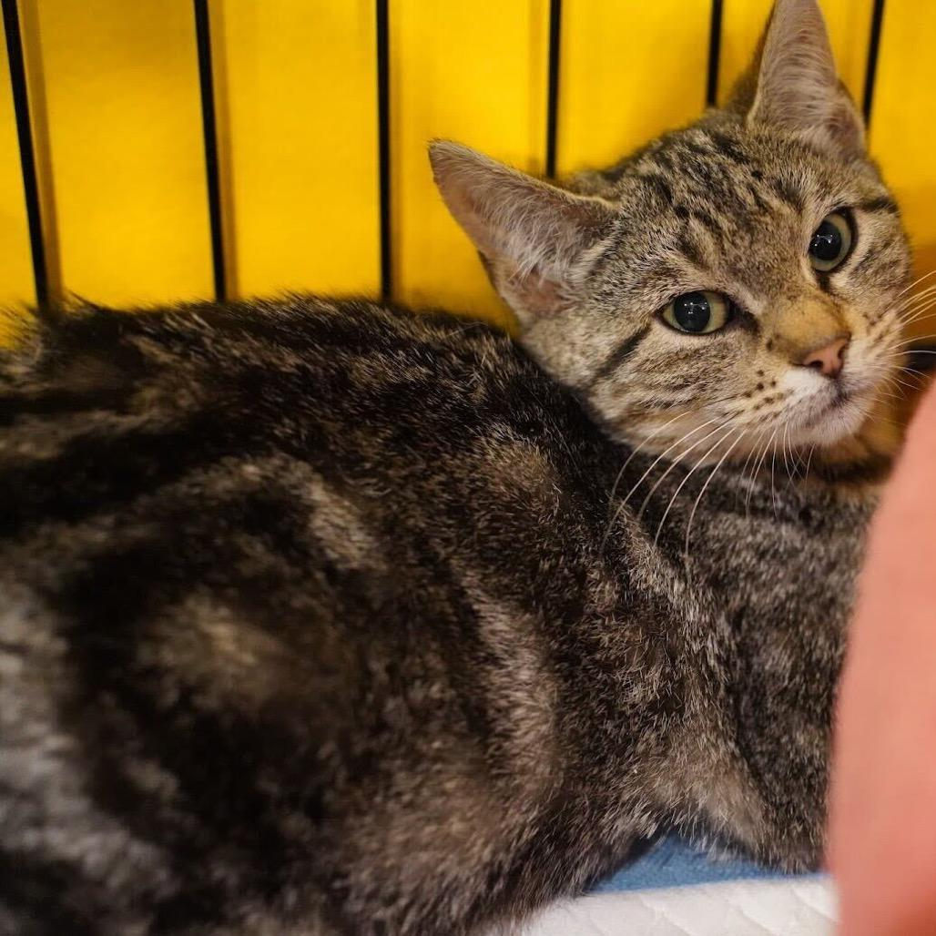 Enlarge Pickles, a Adoptable Domestic Short Hair in Howard beach, NY image 3/6