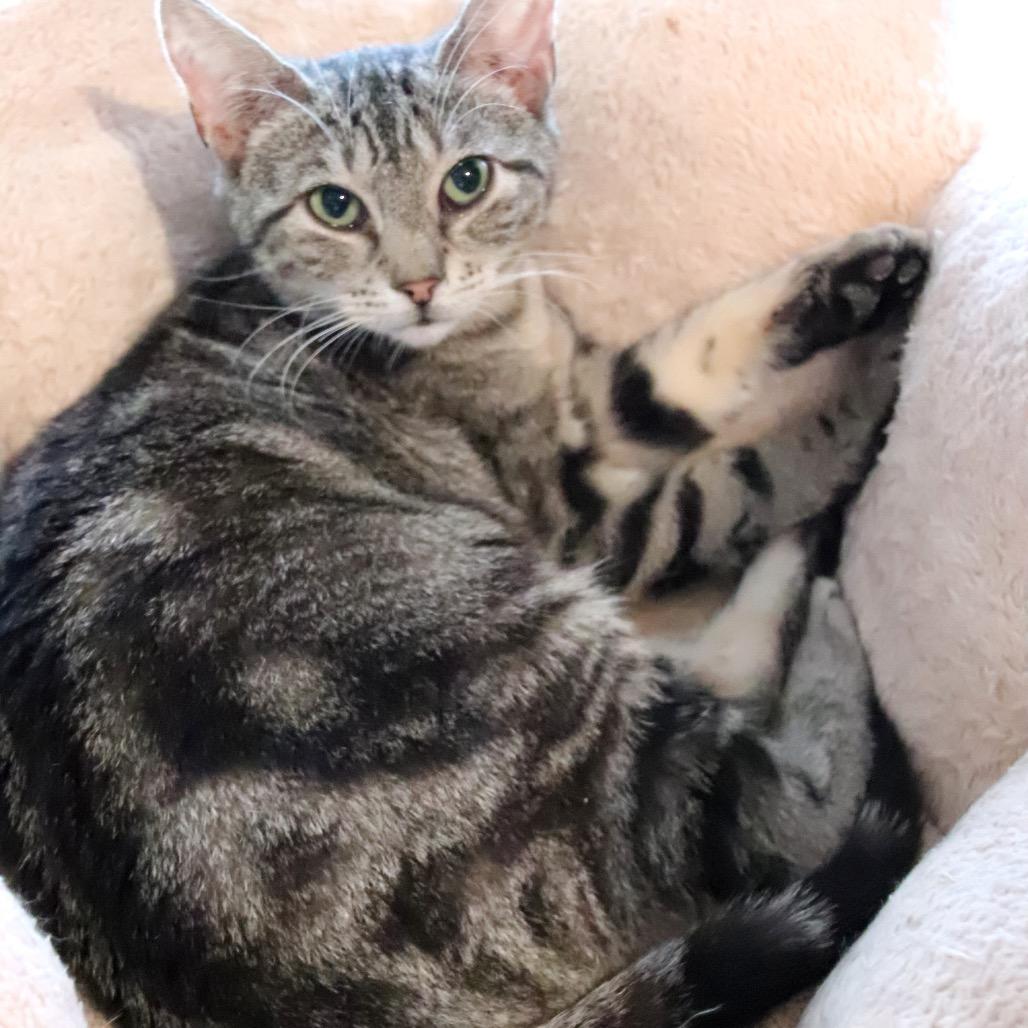 Enlarge Pickles, a Adoptable Domestic Short Hair in Howard beach, NY image 4/6