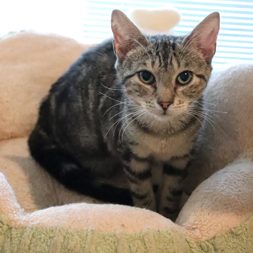 Enlarge Pickles, a Adoptable Domestic Short Hair in Howard beach, NY image 5/6