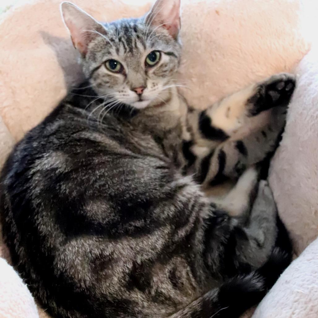 Enlarge Pickles, a Adoptable Domestic Short Hair in Howard beach, NY image 6/6