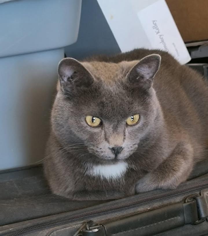 Enlarge Bob, an adopted mixed breed in Las Cruces, NM image 2/2