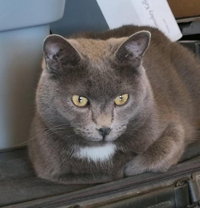 Enlarge Bob, an adopted mixed breed in Las Cruces, NM image 1/2