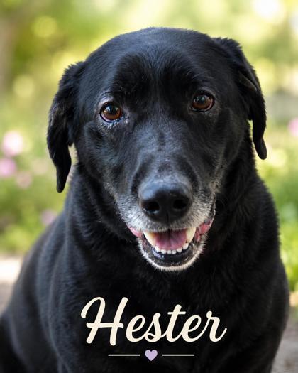 Enlarge Hester, a Adoptable mixed breed in West Memphis, AR image 1/3