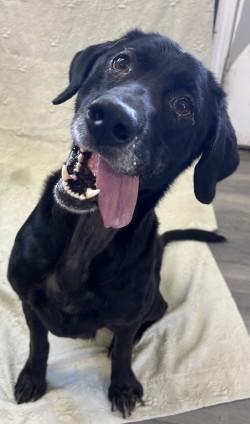 Enlarge Hester, a Adoptable mixed breed in West Memphis, AR image 2/3