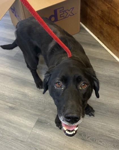 Enlarge Hester, a Adoptable mixed breed in West Memphis, AR image 3/3