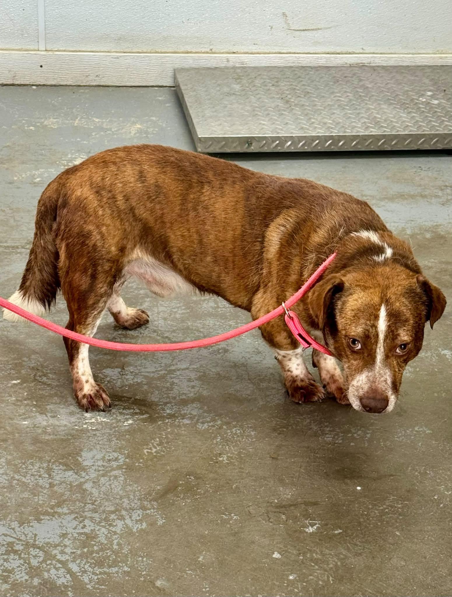 Crush, adopted, Adult Male Mixed Breed.